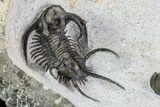 Ceratarges, Morocops & Gerastos Trilobite Plate #108697-15